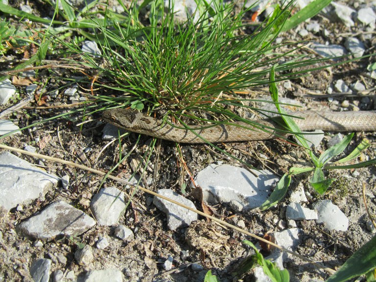 Schlingnatter im Weinberg Josef Engelhart