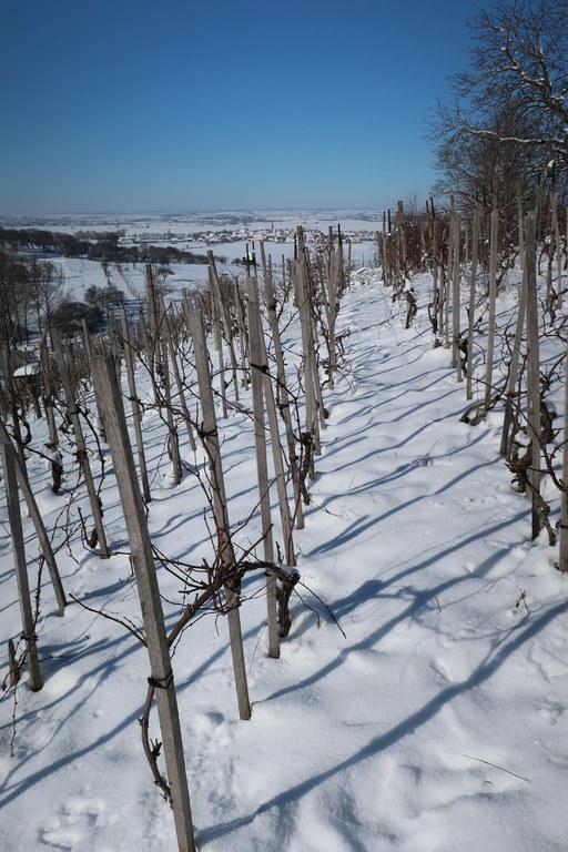 Weinberg im Schnee - Gerd Sych IMG_0048.JPG