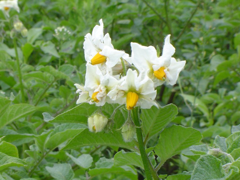 con_mfh_b288-kartoffel_bamberger_hoernla_bluete.jpg — Slow Food Deutschland