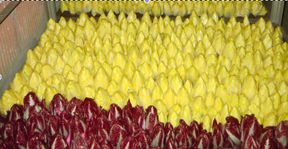 con_mfh_b288-vogt_chicoree1.png con_mfh_b288-vogt_chicoree1.png
