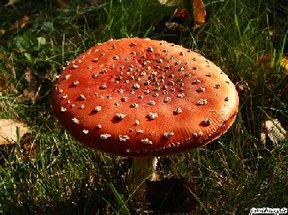 con_mr-1617_pilz5.jpg Schön aber gefährlich!