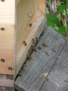 con_mr-imker_192_klein.jpg Bienen im Anflug