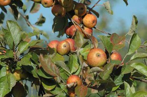 con_n_b288-apfel-ker.jpg con_n_b288-apfel-ker.jpg