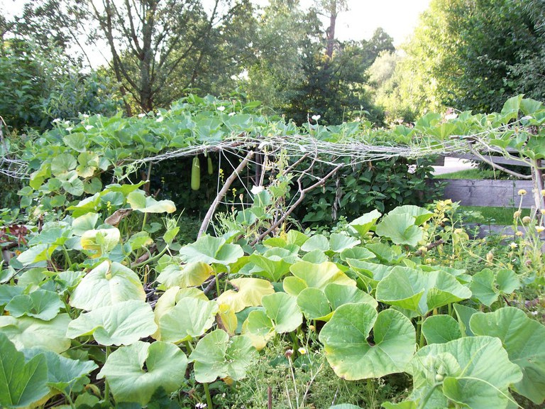 Spatsommerfest Im Interkulturellen Garten Furth Slowfood