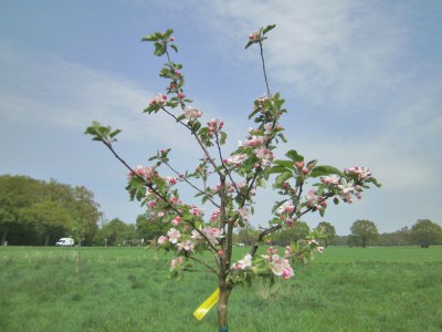 Projekt Streuobstwiese Slowfood