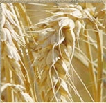 oldenburg-korn1.jpg oldenburg-korn1.jpg