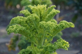 oldenburg-1_gruenkohl.jpg oldenburg-1_gruenkohl.jpg