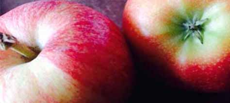 conv_sauerl-1_apfel_bild_rezepte.jpg conv_sauerl-1_apfel_bild_rezepte.jpg