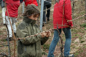 con_s_all-jahr_im_weinberg-reben_binden-img_8055._binden_ich_kann_alleine.jpg con_s_all-jahr_im_weinberg-reben_binden-img_8055._binden_ich_kann_alleine.jpg