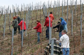 con_s_all-jahr_im_weinberg-reben_binden-img_8060_reben_binden_alle.jpg con_s_all-jahr_im_weinberg-reben_binden-img_8060_reben_binden_alle.jpg
