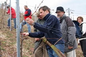 con_s_all-jahr_im_weinberg-reben_binden-img_8071_vorsichtig_biegen_.jpg con_s_all-jahr_im_weinberg-reben_binden-img_8071_vorsichtig_biegen_.jpg