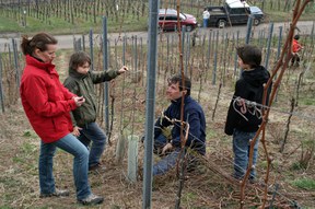 con_s_all-jahr_im_weinberg-reben_binden-img_8117_wie_war_das_noch.jpg con_s_all-jahr_im_weinberg-reben_binden-img_8117_wie_war_das_noch.jpg