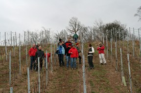 con_s_all-jahr_im_weinberg-reben_binden-img_8129_zurueck.jpg con_s_all-jahr_im_weinberg-reben_binden-img_8129_zurueck.jpg