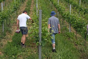 con_s_all-jahr_im_weinberg-ausbrechen-img_8268.jpg con_s_all-jahr_im_weinberg-ausbrechen-img_8268.jpg