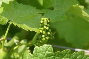 con_s_all-jahr_im_weinberg-ausbrechen-img_8339.jpg con_s_all-jahr_im_weinberg-ausbrechen-img_8339.jpg