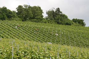 con_s_all-jahr_im_weinberg-ausbrechen-img_8340.jpg con_s_all-jahr_im_weinberg-ausbrechen-img_8340.jpg
