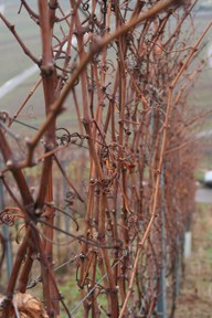 con_s_all-jahr_im_weinberg-reben_schneiden-05_dickicht.jpg con_s_all-jahr_im_weinberg-reben_schneiden-05_dickicht.jpg
