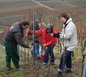 con_s_all-jahr_im_weinberg-reben_schneiden-christian.jpg con_s_all-jahr_im_weinberg-reben_schneiden-christian.jpg