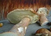 con_tue_b288-pilze.jpg con_tue_b288-pilze.jpg