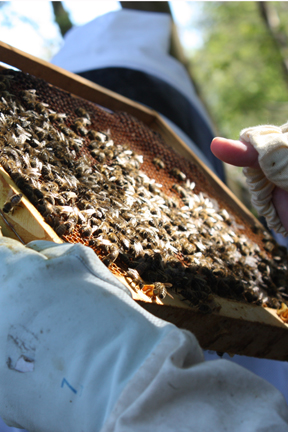 themen-slow_thema_bienen_288x432.jpg themen-slow_thema_bienen_288x432.jpg