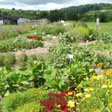 themen-samengarten_eichstetten_112.jpg themen-samengarten_eichstetten_112.jpg