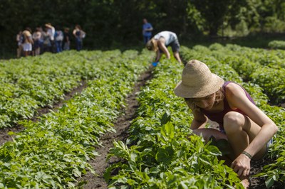Junge Menschen ernten gemeinsam in einem Kartoffelfeld