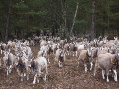 Kuttelgespräche Kuttelgespräche