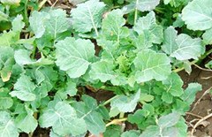 Bremer Scheerkohl Bremer Scheerkohl