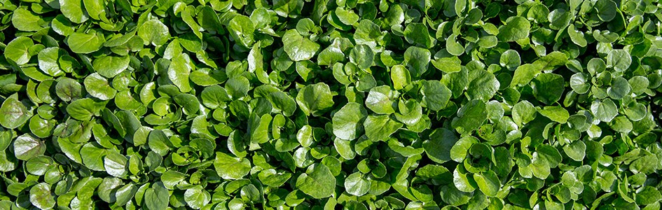 Erfurter Brunnenkresse Rezepte, Erfurter Brunnenkresse Klinge Arche