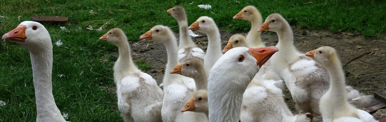 Diepholzer Gans Slow Food Deutschland
