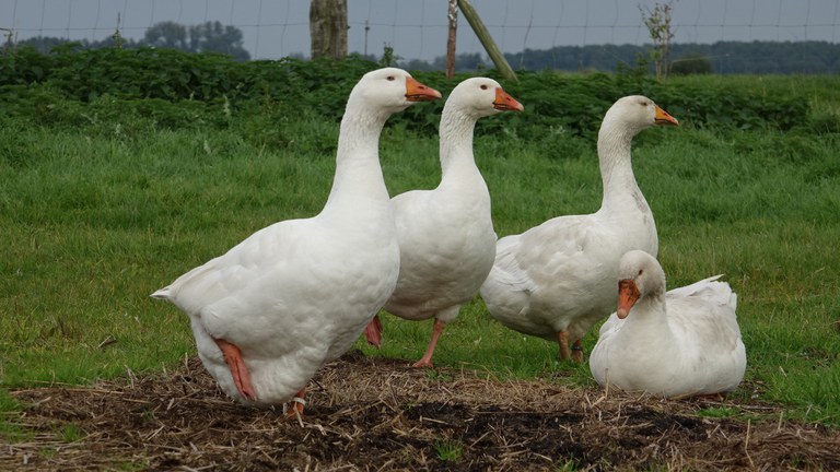 Diepholzer Gans Slow Food Deutschland