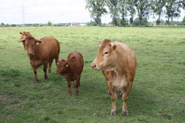 Gelbvieh — Slow Food Deutschland