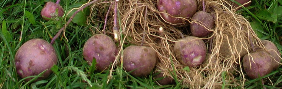 Schwarzblaue Frankenwälder Kartoffel