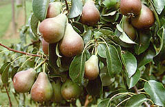 Stuttgarter Geißhirtle — Slow Food Deutschland