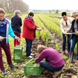 aktionen_2014-wolfsburg_ernte_112.jpg