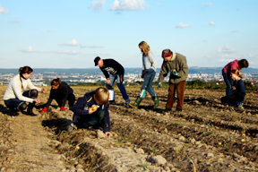 aktionen-kartoffeln_dresden_1_laetsc.jpg aktionen-kartoffeln_dresden_1_laetsc.jpg