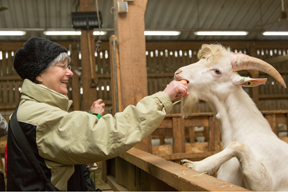 aktionen_2015-schaf_ziege-45_288.jpg aktionen_2015-schaf_ziege-45_288.jpg