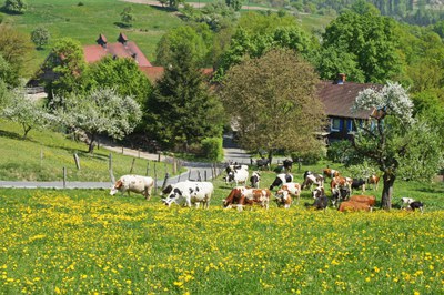 Bruderkalb: Oberrot, Baden-Württemberg (2020)