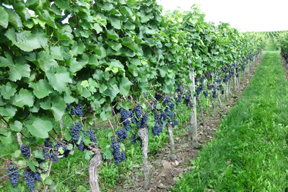 arche-blauer_fruehburgunder_hubert_konrad_288x192.jpg Weinberge an der Ahr