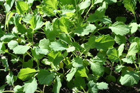 arche-1_bremer_scheerkohl_1_288.jpg arche-1_bremer_scheerkohl_1_288.jpg