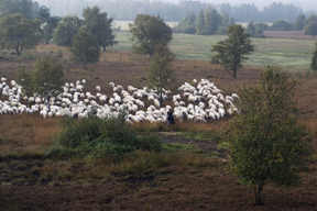 arche-moorschnucke_geschmack_abt_288.jpg arche-moorschnucke_geschmack_abt_288.jpg