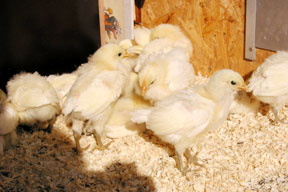 arche-kueken_im_stall_288.jpg arche-kueken_im_stall_288.jpg