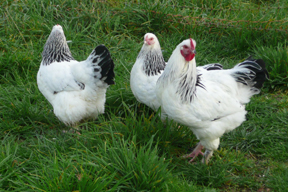 arche-sundheimer_huhn_3_288.jpg arche-sundheimer_huhn_3_288.jpg