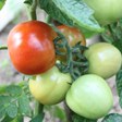 aktuelles-aktuelles_2016-tomaten1_112.jpg