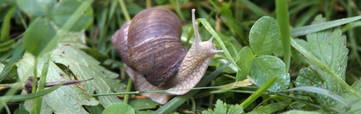 Albschnecke