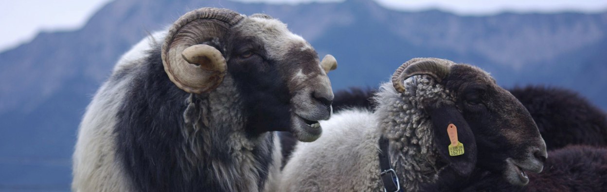 Alpines Steinschaf