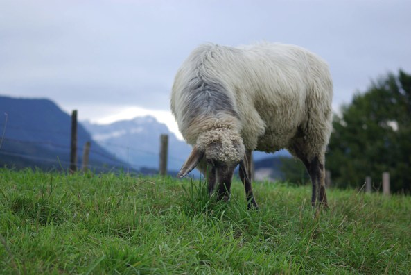 Alpines Steinschaf_Thorsten Trapp_700.39.01.19.jpg