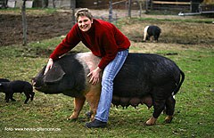 Angler Sattelschwein und Rotbuntes Husumer Schwein