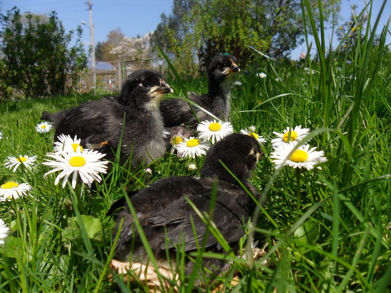 Augsburger Huhn_Monika Spaeth_700.05.08.jpg