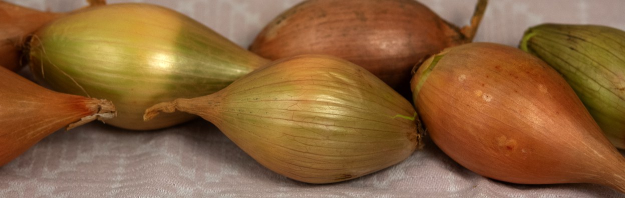 Bamberger Birnförmige Zwiebel